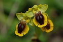 0348 Ophrys lutea agg.